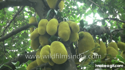 Jackfruit or Kathal tree of India on Make a GIF