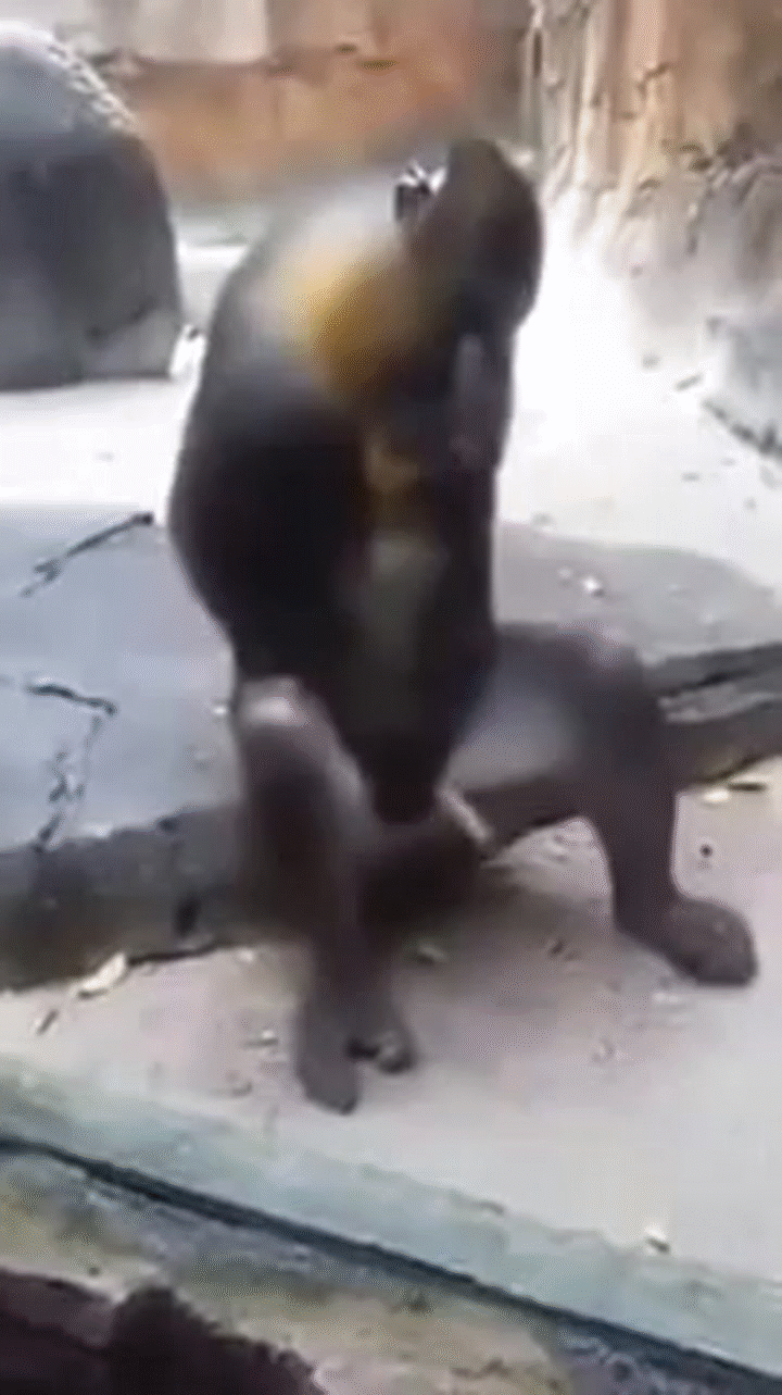 POOR MONKEY JERKING OFF on Make a GIF