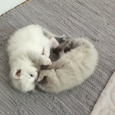 ragdoll kittens playing