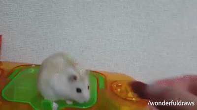 Hamster Vietnam Flashback On Make A Gif
