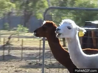 funny llamas gifs