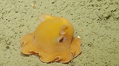 cute baby octopus gif