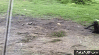 Cute Baby Gorilla Gets Dragged Around By Bigger Gorilla on Make a GIF