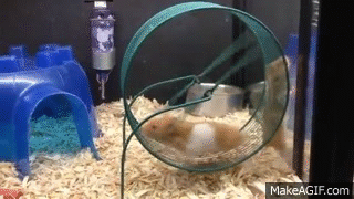 Hamsters são animais muito agitados e precisam brincar bastante.