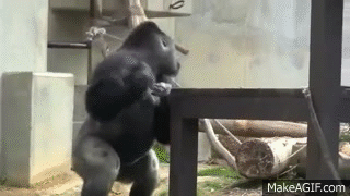 Gorilla Beating Chest LIKE CRAZY - For Kids