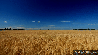60minutes2relax - Golden Wheat Field on Make a GIF