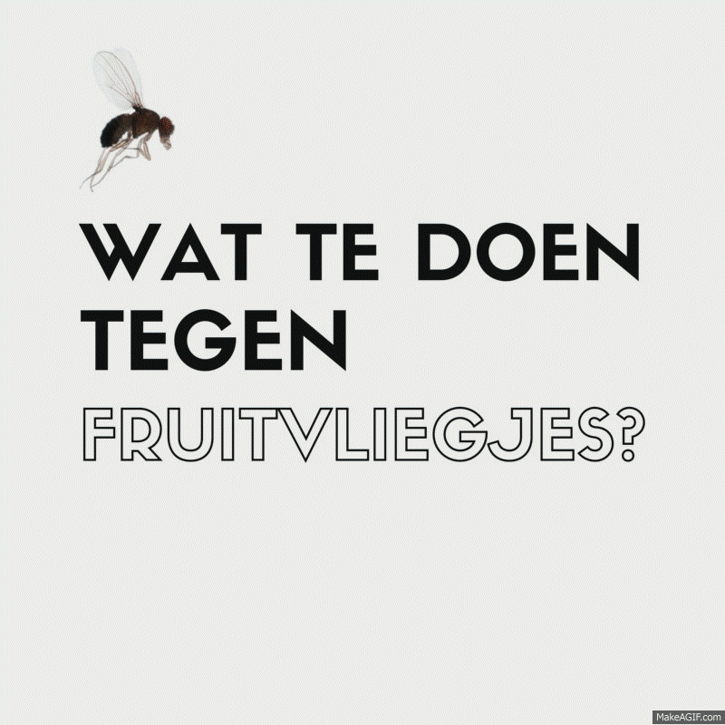 hoe kom je van vervelende fruitvliegjes af?