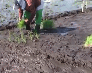 Rice planting in the Philippines on Make a GIF