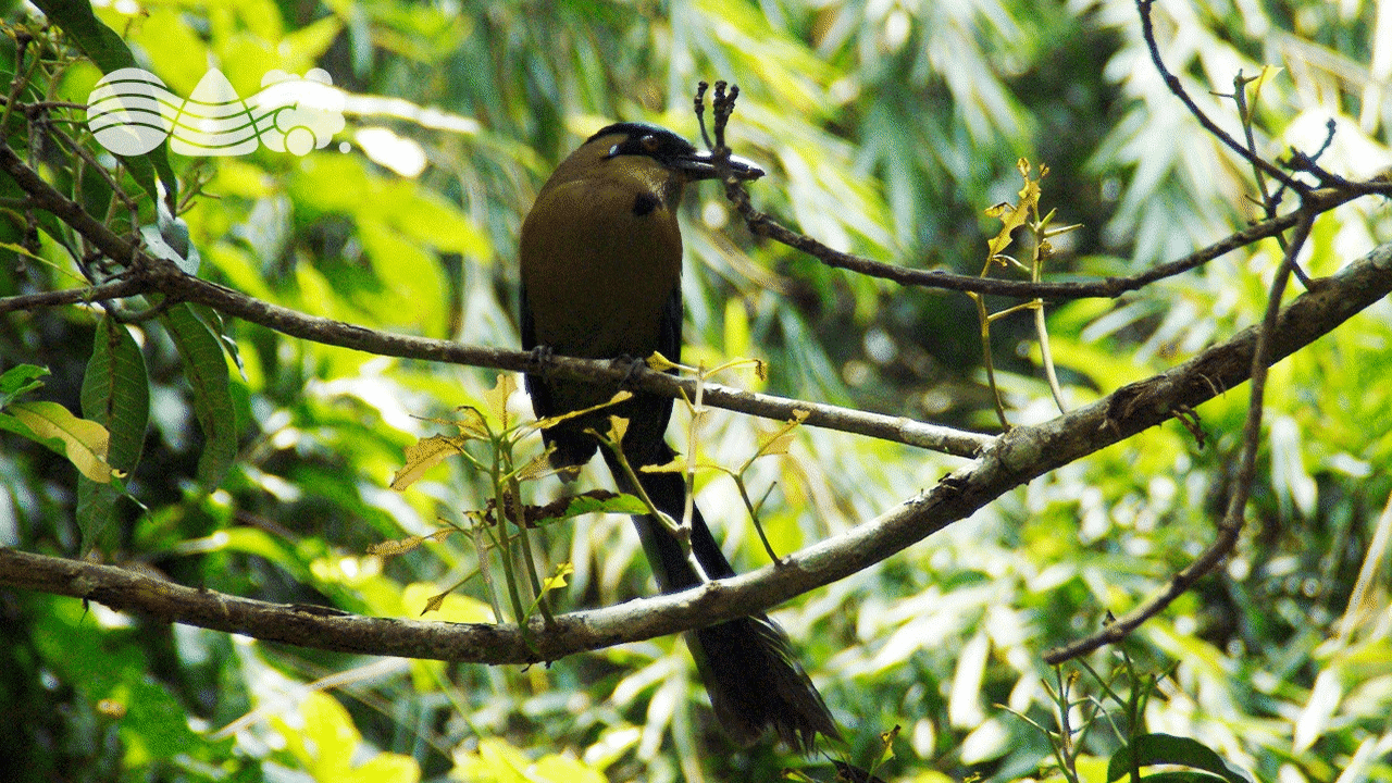 Barranquero en El Encanto on Make a GIF