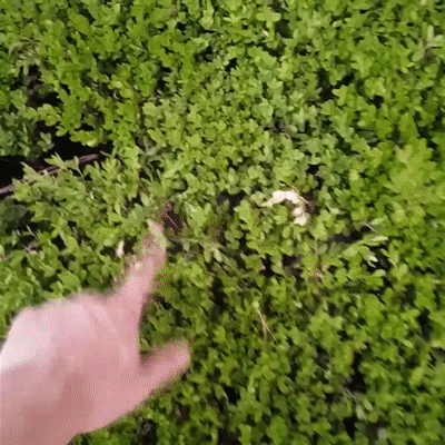 hiding in the bushes gif