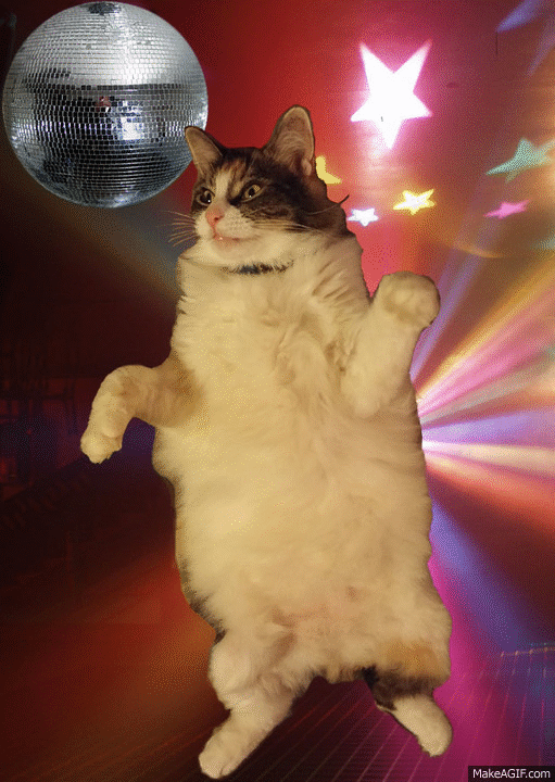 Disco Cat Fever on Make a GIF