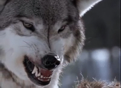 Wolf snarling on Make a GIF
