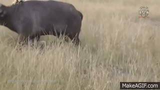 Top 10 Most Amazing Wild Animal Attacks -Lion attack  Zebra,Buffalo,Hyena,Hippo on Make a GIF