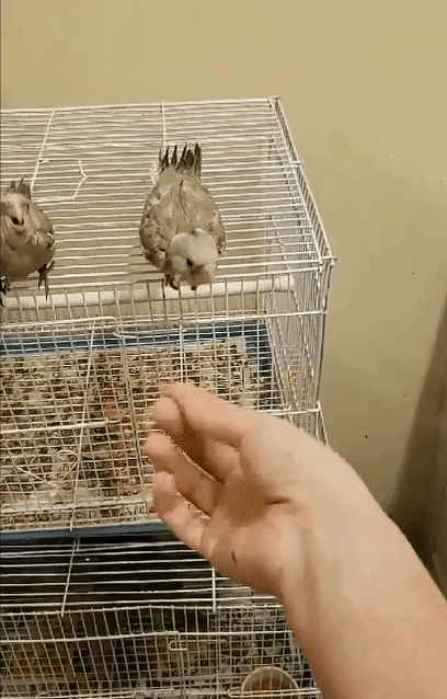 Wing clipping has rendered this baby cockatiel flightless, though its instinctive urge to fly remains.