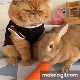 cute funny baby bunnies