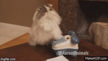 dialing cat on Make a GIF