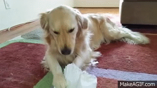 Dog Eating My Homework (Ripping Apart Paper) - English Cream Golden Retriever, 2 Years Old