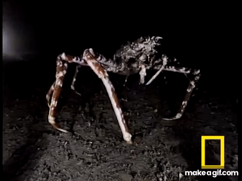 Giant Spider Crab Walking At Night Higher Quality On Make A Gif