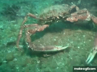 A Japanese Spider Crab On Make A Gif