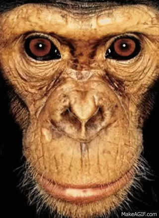 Monkey Face GIFs