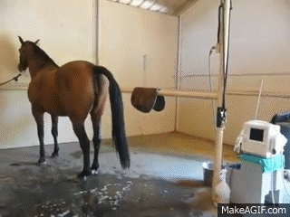 Mare Insemination 2 on Make a GIF