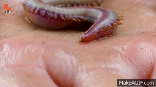BLOODWORMS - Will They BITE?! on Make a GIF