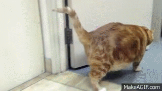 Skinny the fat cat.