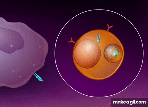 T cell dependent Antigens [HD Animation] on Make a GIF