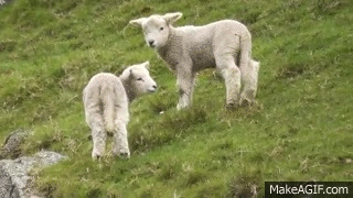 Download Crazy Cute Baby Lamb Playing And Jumping- Have a Lot Of ...