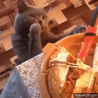 Sweet Cat eats Cake on Make a GIF