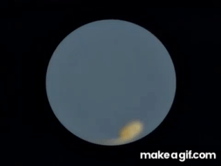 The Simpsons Homer S Sperm Sample On Make A Gif