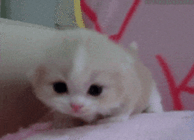 Funny animals cat little cat GIF - Find on GIFER