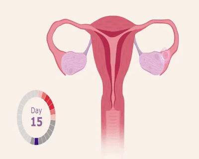 The Menstrual Cycle - animated video on Make a GIF
