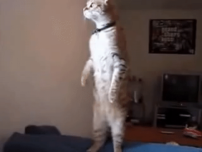 Кот смотрит в окно on Make a GIF