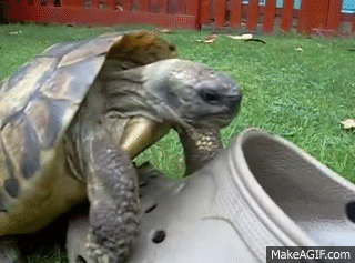 Tortoise sex with a shoe, squeaking. on Make a GIF