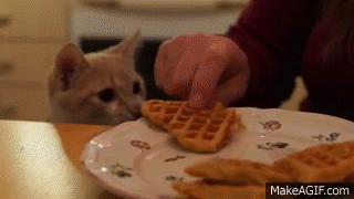 Salvatore the cat loves waffles on Make a GIF