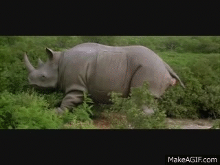 Animals Giving Birth Gif