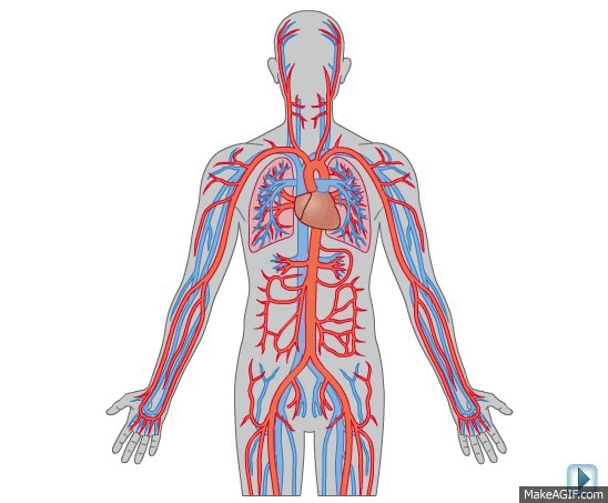 Circulatory System On Make A GIF