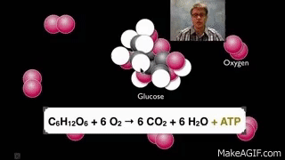 Repiration Process Gif Cellular Respiration on Make a GIF