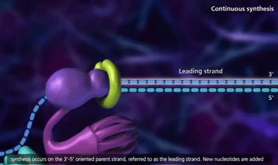 DNA Replication Process [3D Animation] on Make a GIF