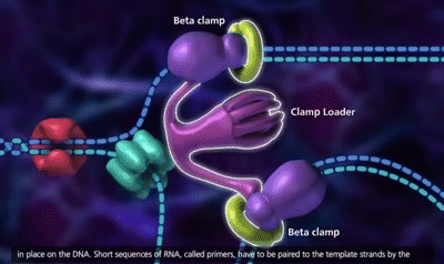 DNA Replication Process 3D Animation On Make A GIF DNA Replication Process 3D Animation On Make A GIF