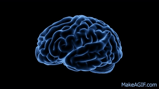 Royalty Free Medical Human Brain HD Footage - Brain ( Blue)360 Degree View  on Make a GIF