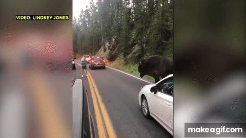 Dumb tourist taunts bison in Yellowstone National Park on Make a GIF
