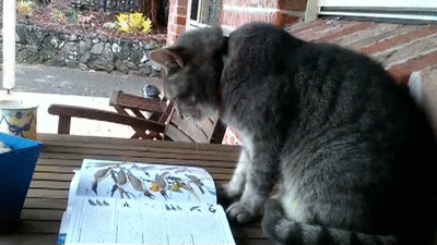 Cat Reading book on Make a GIF
