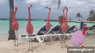 Flamingo-roblox GIFs - Get the best GIF on GIPHY