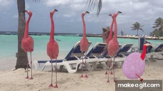 Roblox Flamingo On Make A Gif - roblox flamingo site imgur.com