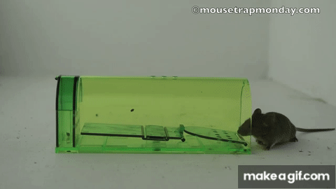 Humane Mouse Trap In Action - Full Review With Real Mice & Motion Cameras 