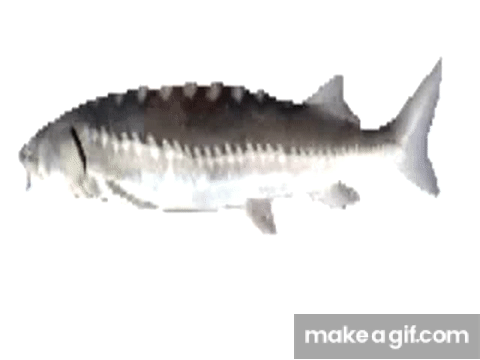 Spinning fish on Make a GIF