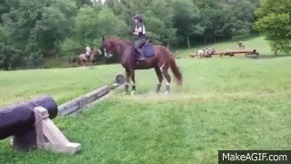 op-pa.gif (480×359)  Horses, Horses jumping videos, Funny animal