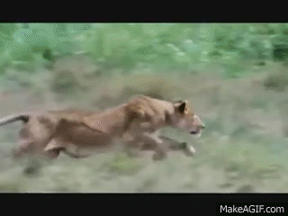 15 Greatest Animal FIGHTS/ATTACKS on Make a GIF